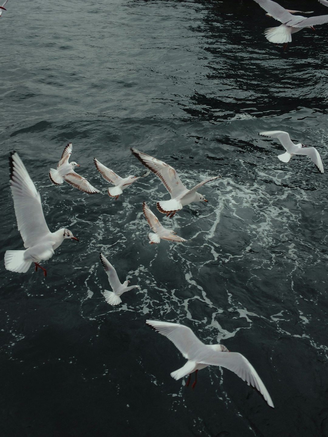 white birds flying over the sea during daytime