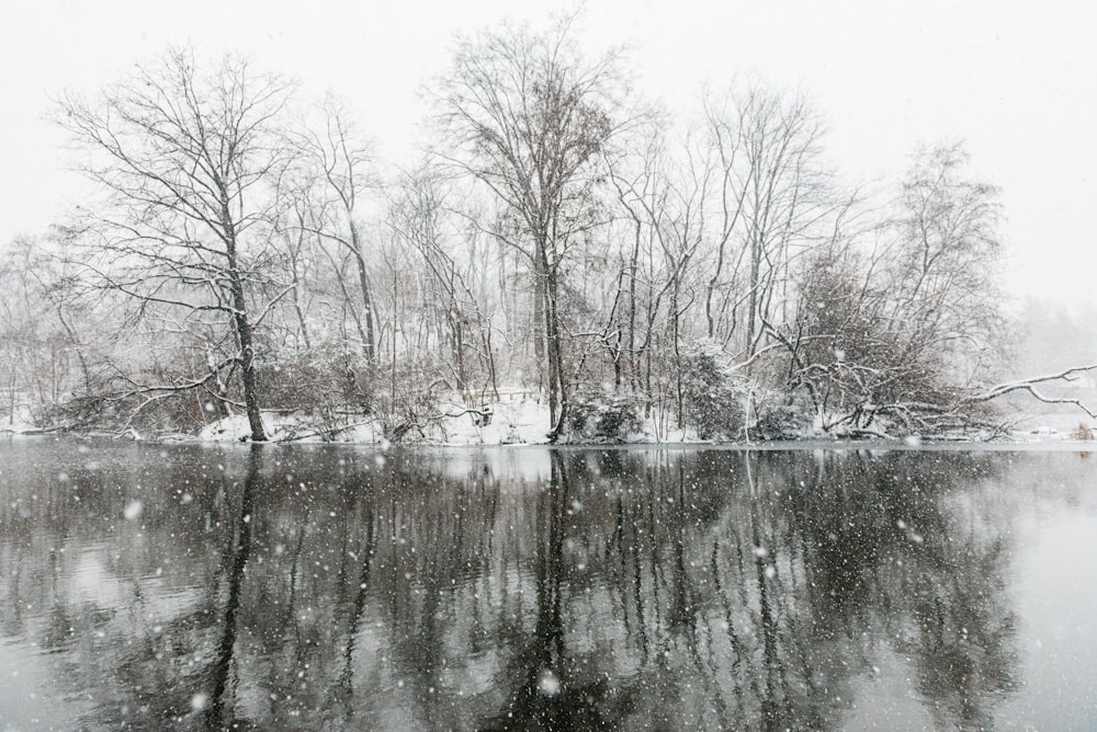 bare trees on snow covered ground beside river during daytime