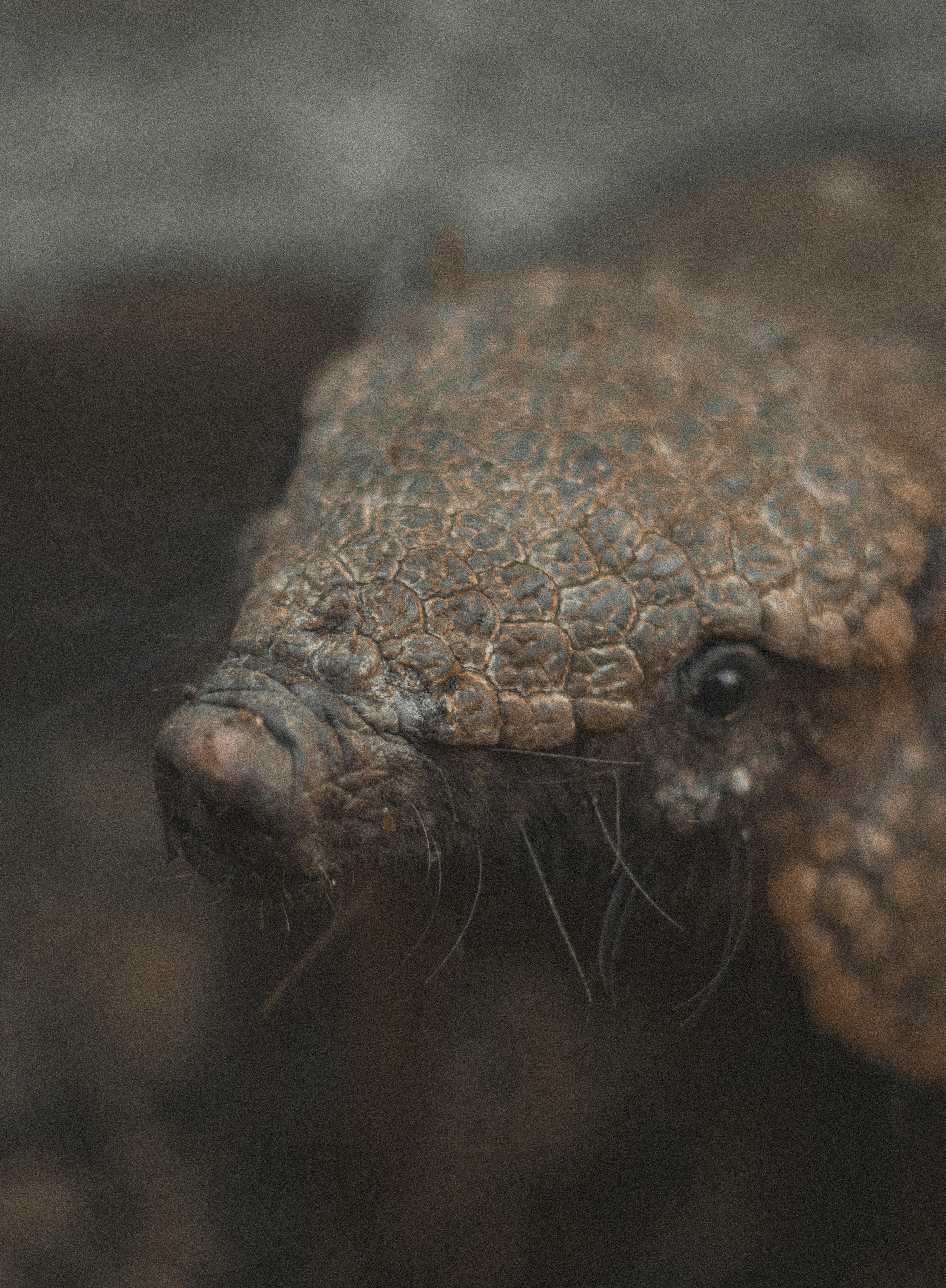 ¿Por qué es tan importante el armadillo para el planeta? - photo-1626635212757-398f5185997c?ixid=MnwxMjA3fDB8MHxzZWFyY2h8OXx8YXJtYWRpbGxvfGVufDB8fDB8fA%3D%3D&ixlib=rb-1.2