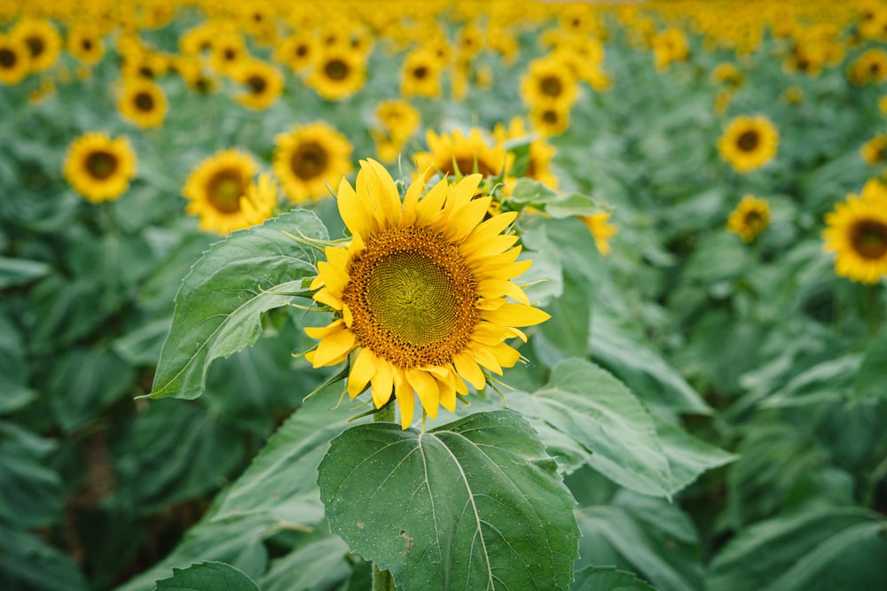 yellow sunflower in close up photography