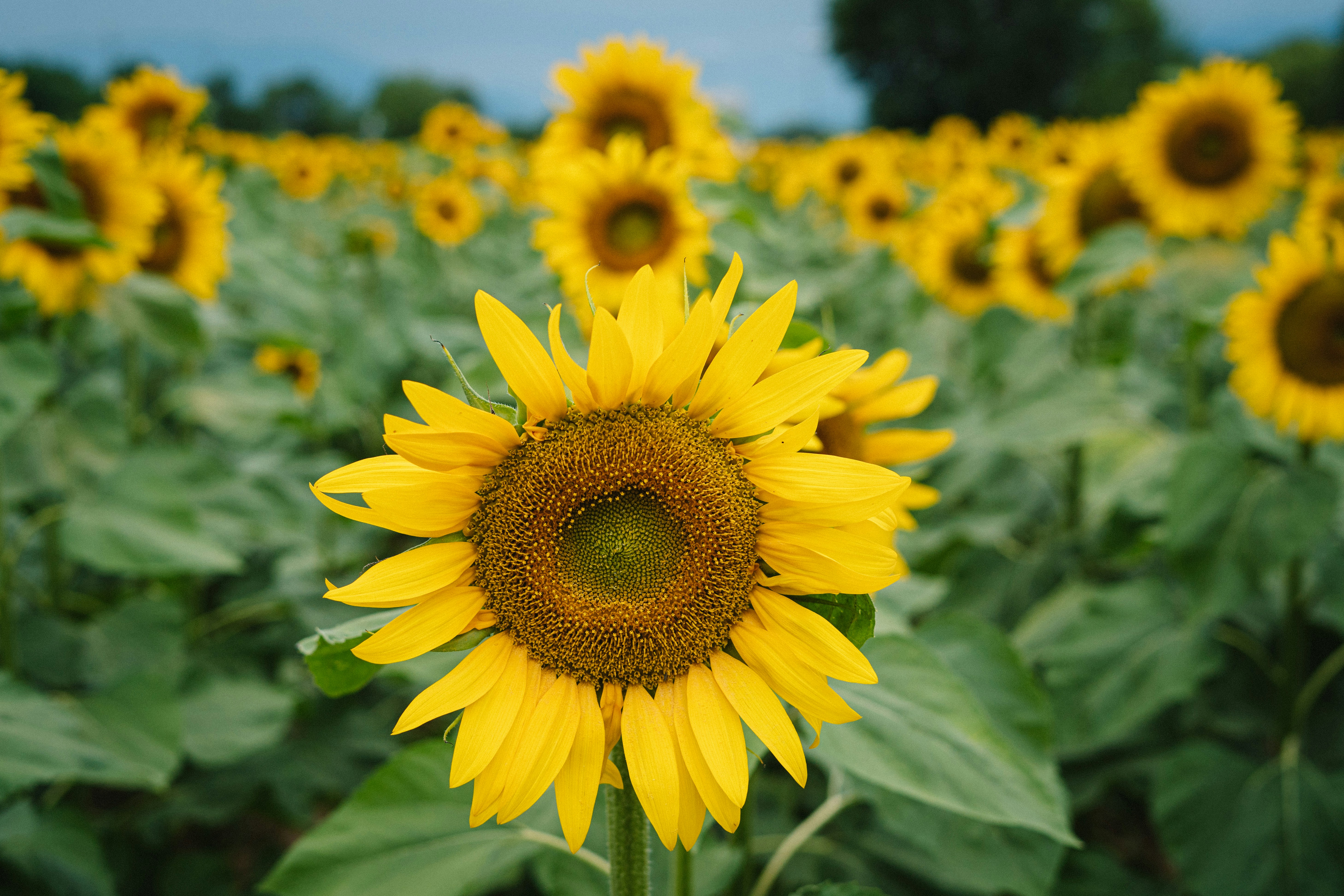 Photo by fabiofistarol