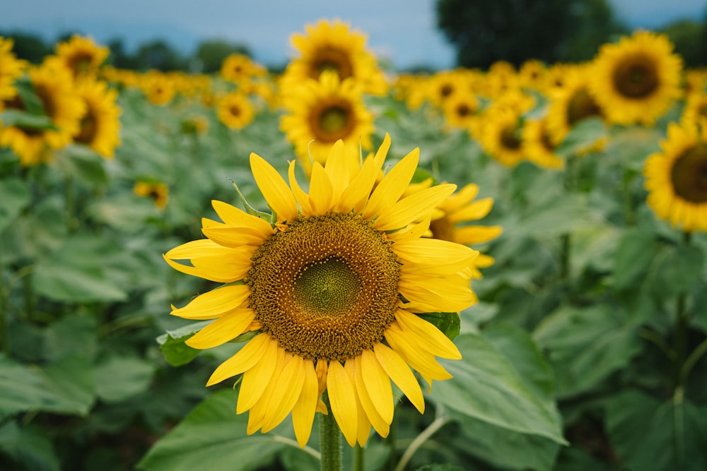 yellow sunflower in close up photography during daytime