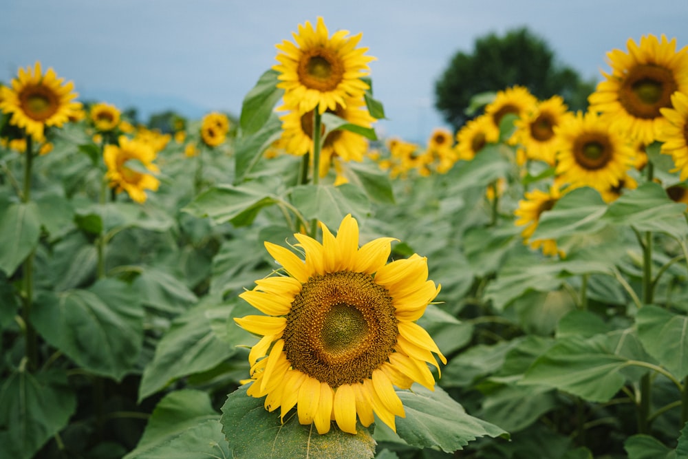 sunflower field under blue sky during daytime