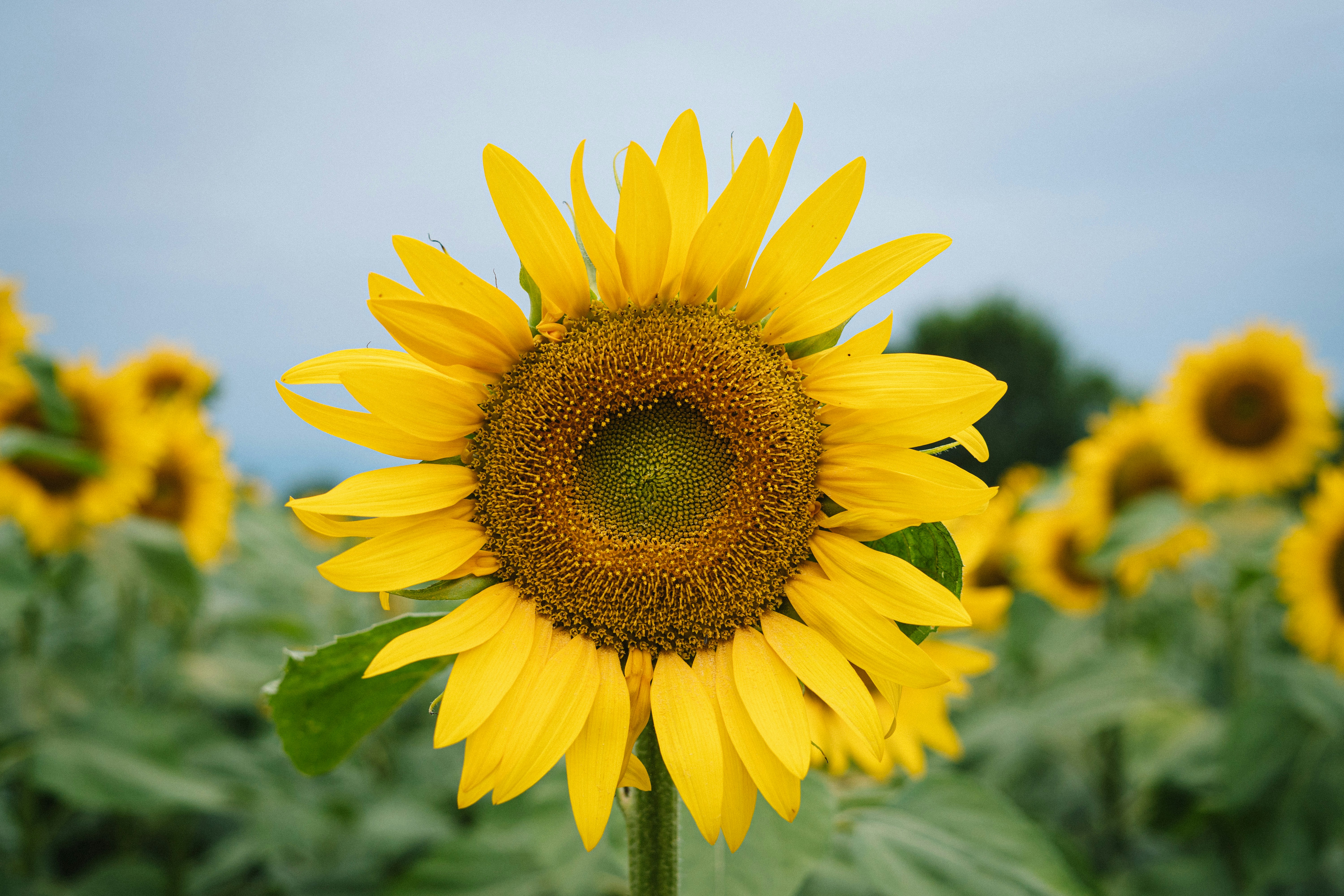 Photo by fabiofistarol