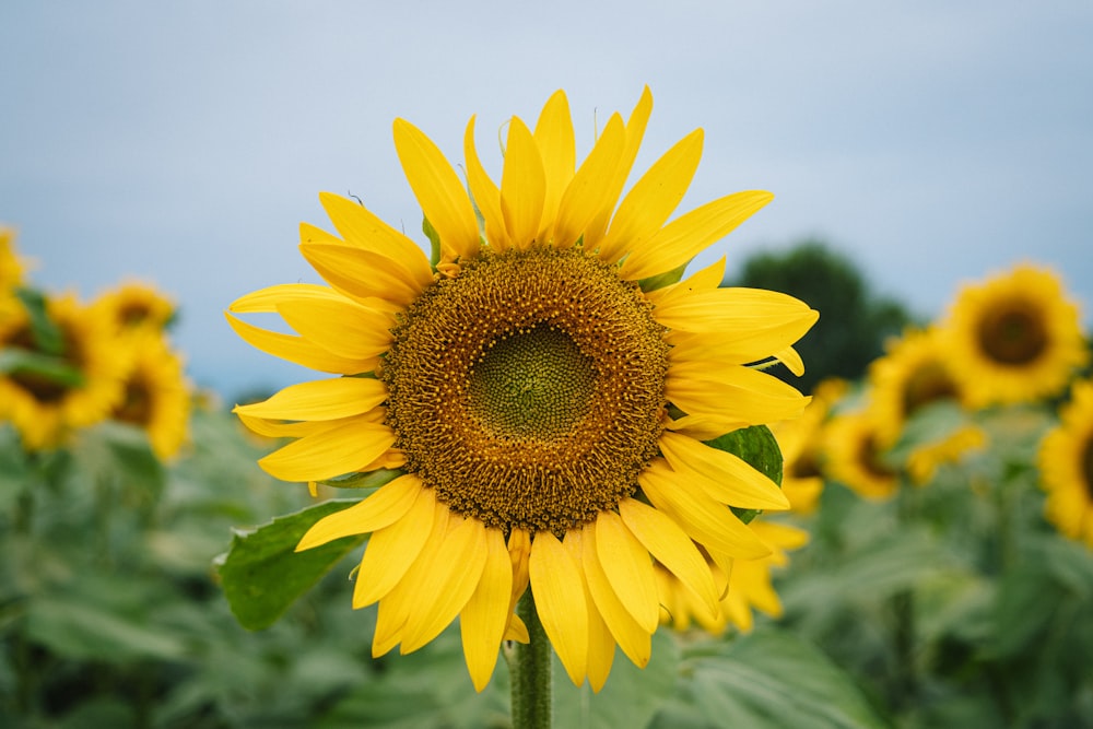 yellow sunflower in close up photography