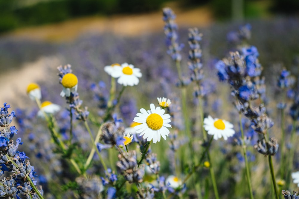 white daisy flowers in bloom during daytime