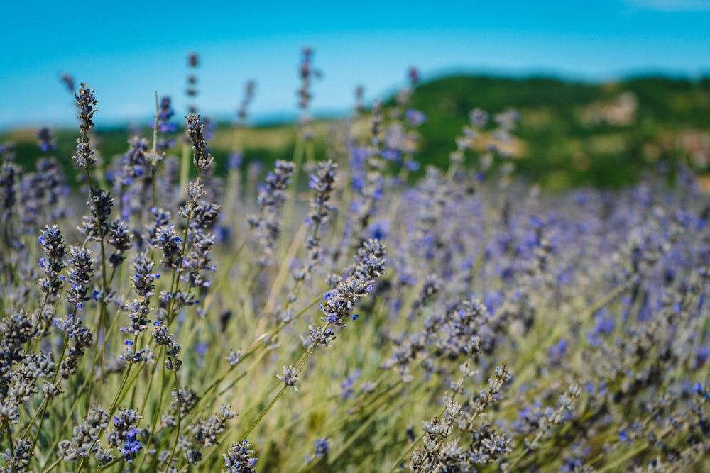 purple flower field during daytime