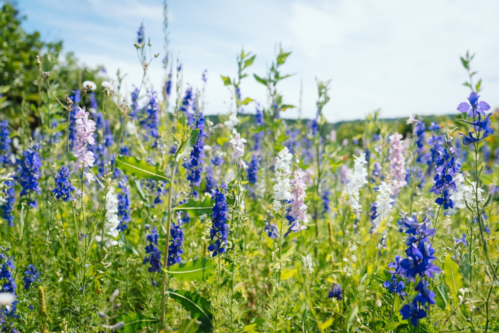 blue flowers under blue sky during daytime