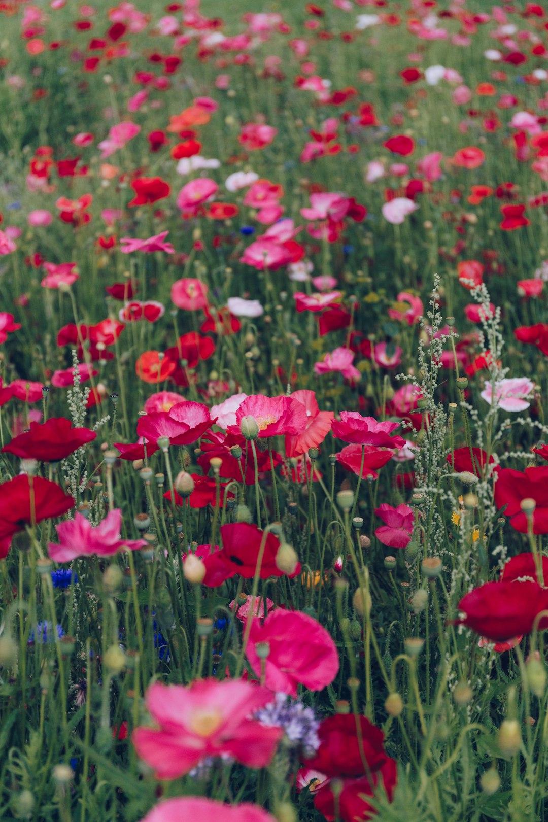 red flowers with green leaves