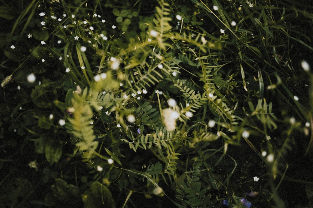 white and black bird on green tree branch