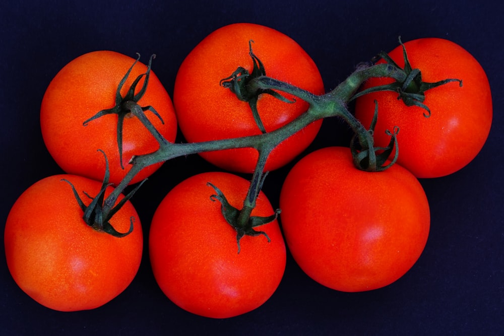 red tomato on blue background