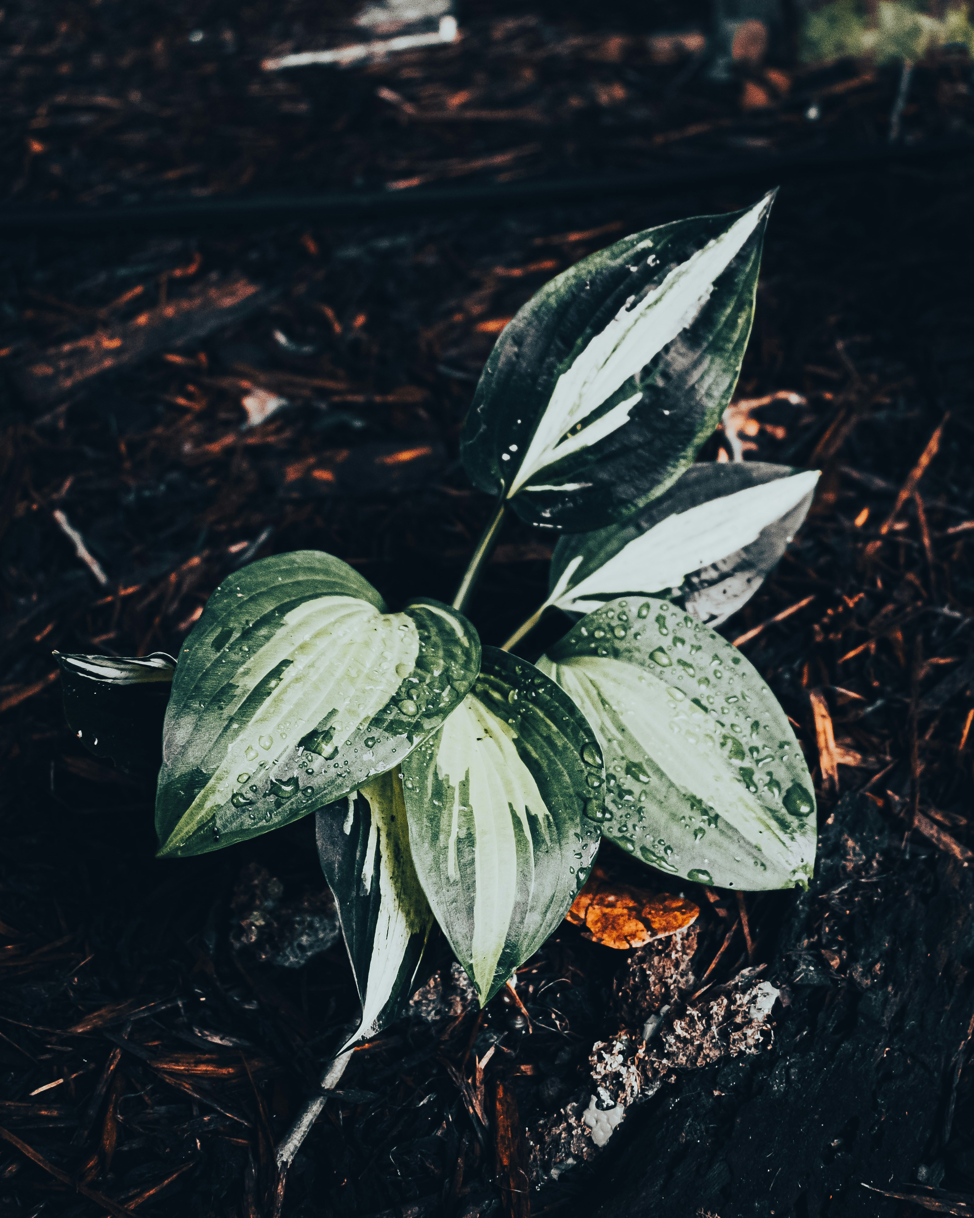 Choose from a curated selection of leaf backgrounds. Always free on Unsplash.
