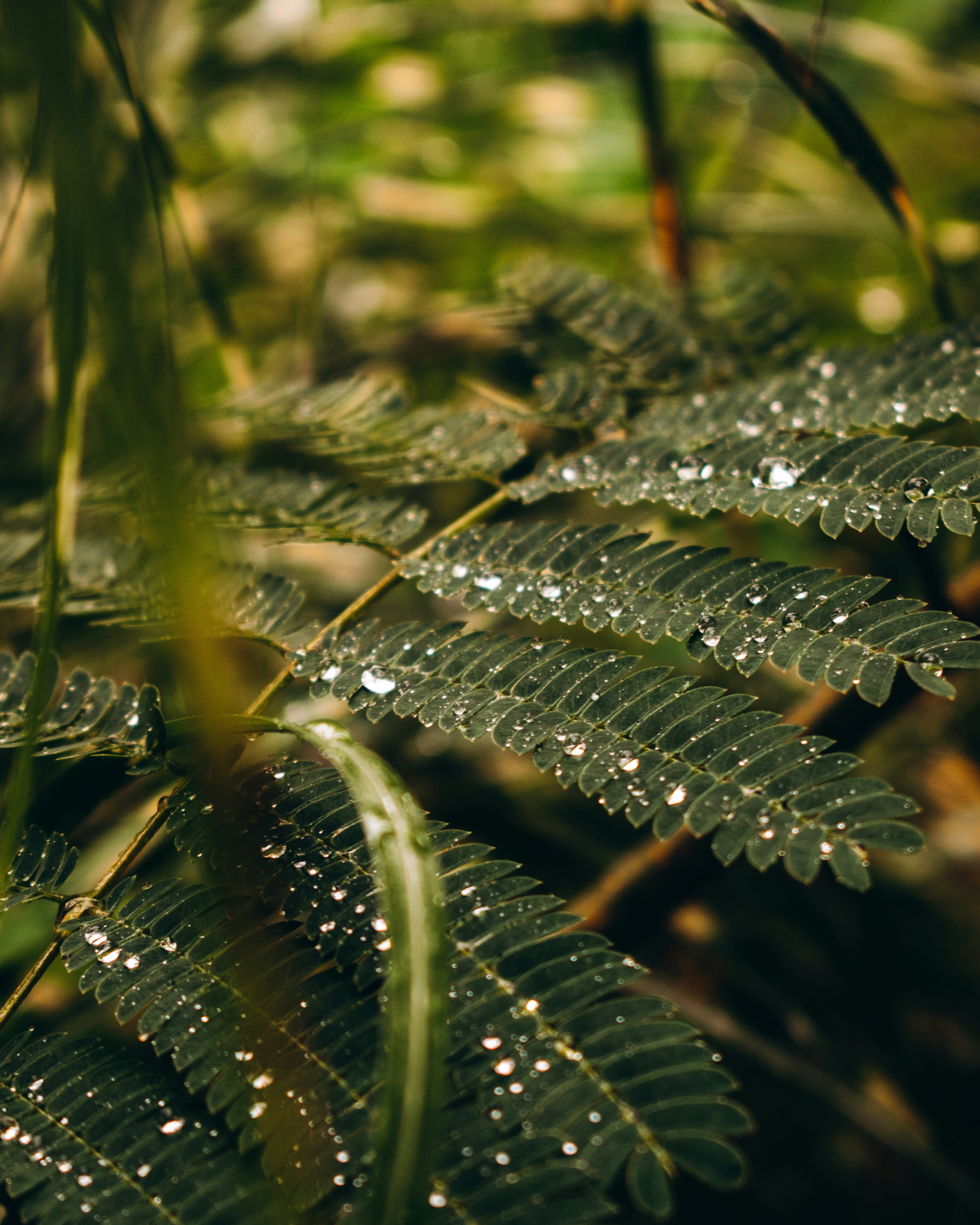 Choose from a curated selection of leaf backgrounds. Always free on Unsplash.