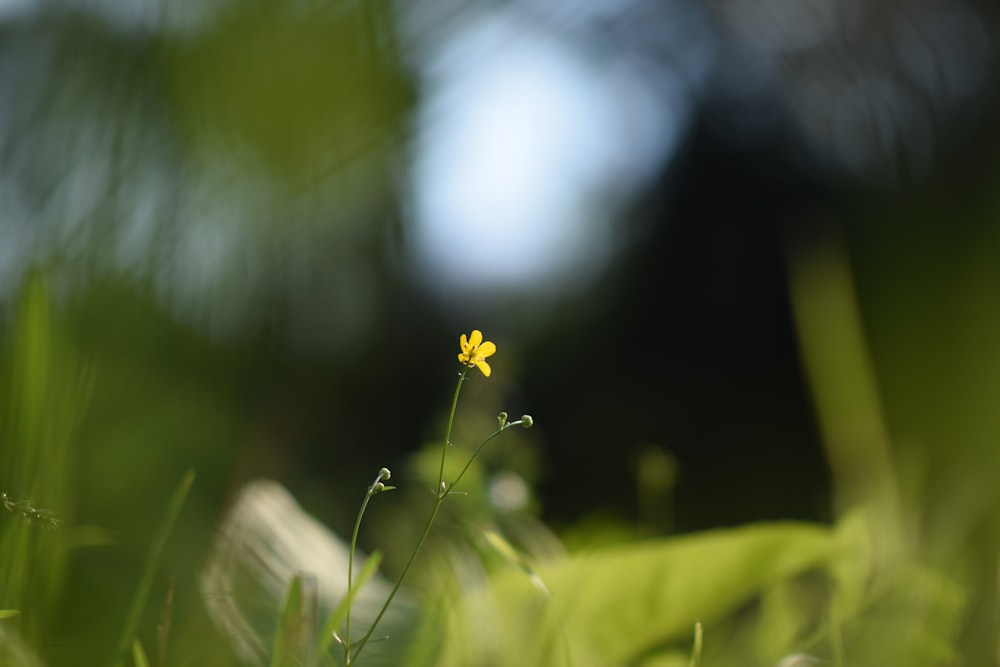 yellow flower in tilt shift lens