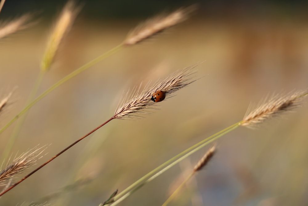 brown wheat in close up photography