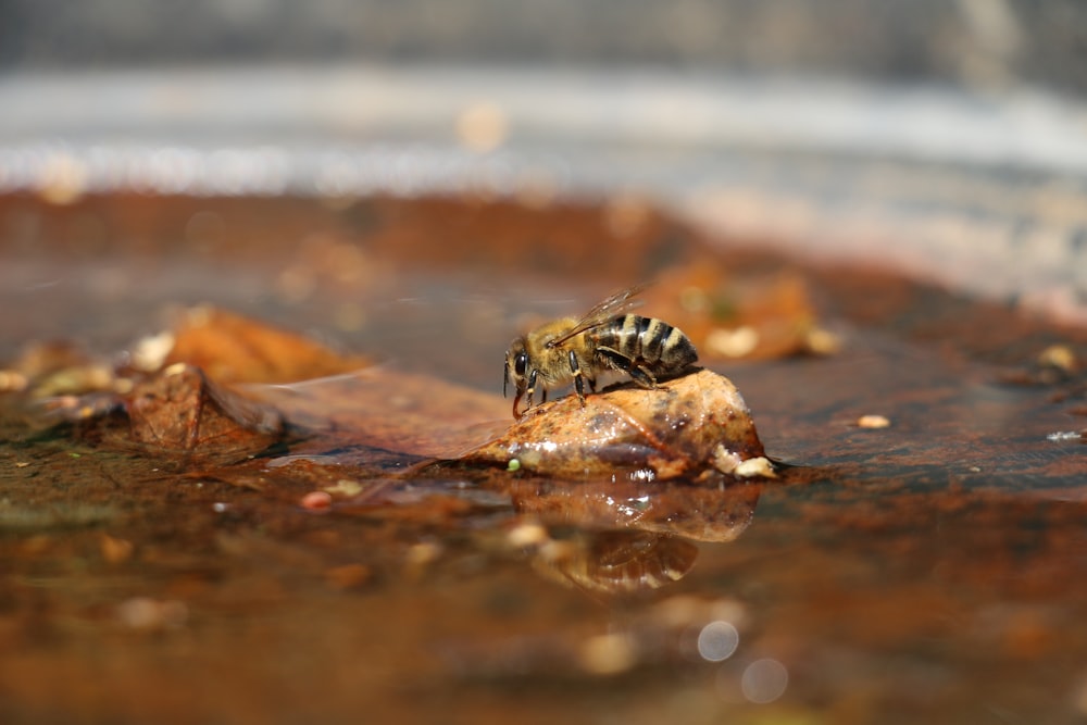 brown and black turtle on brown dried leaf