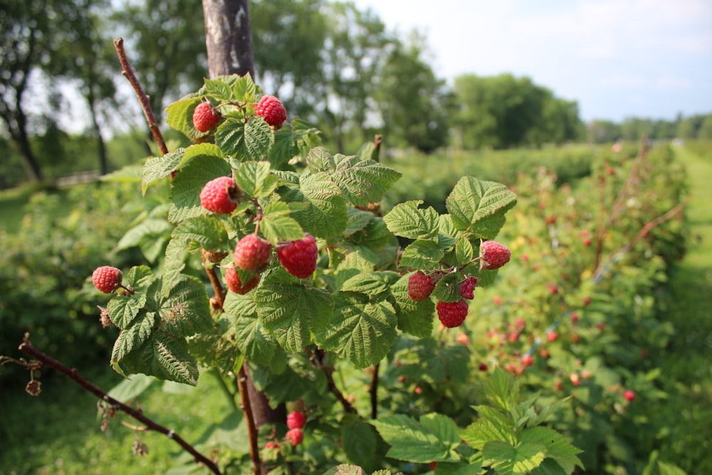 red round fruits on tree during daytime