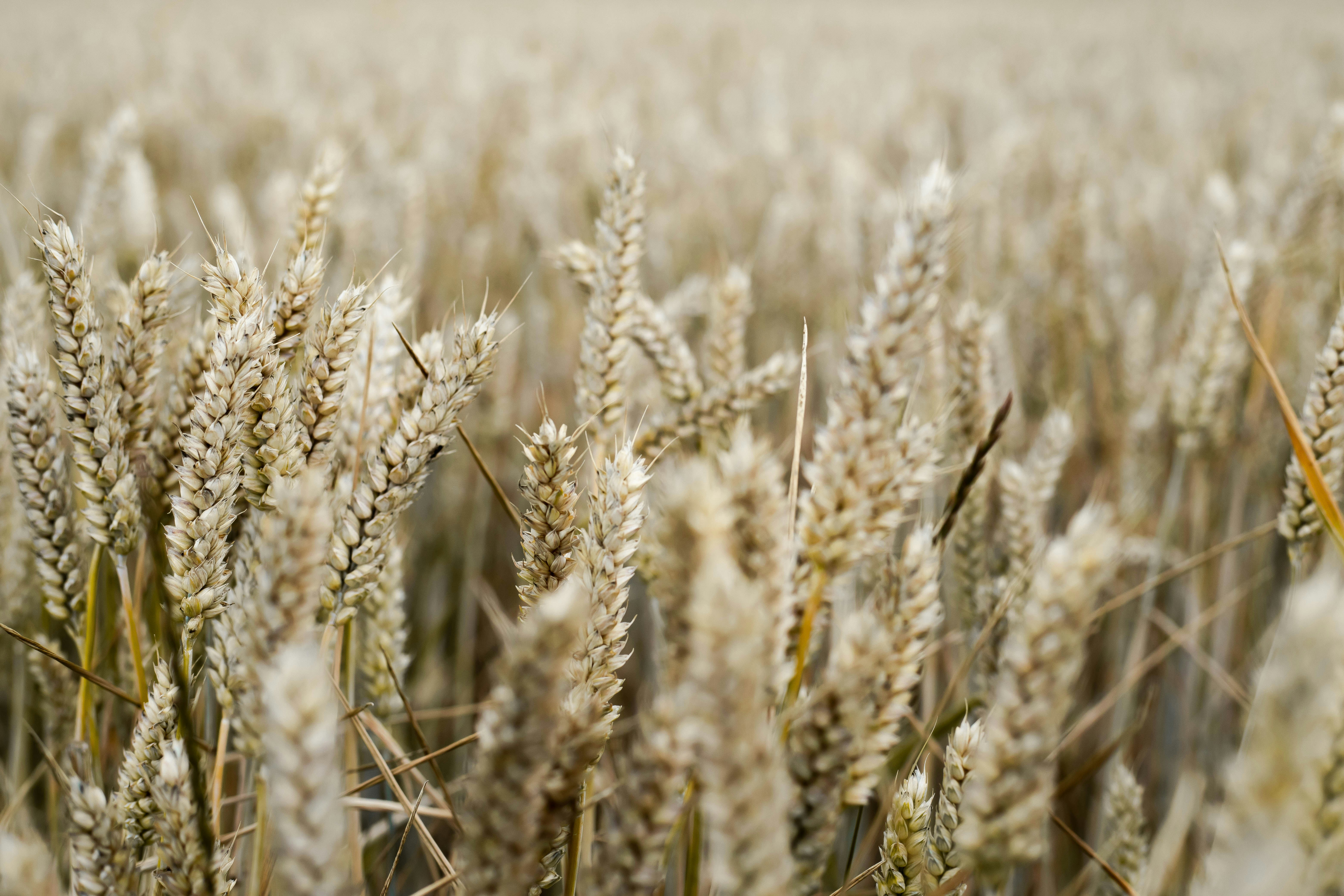 Oats Look Set To Rally