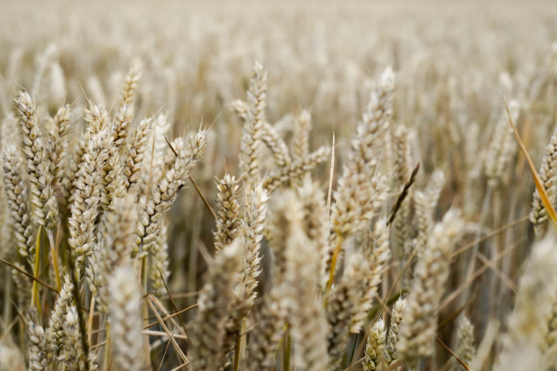 Sunflower field, late summer