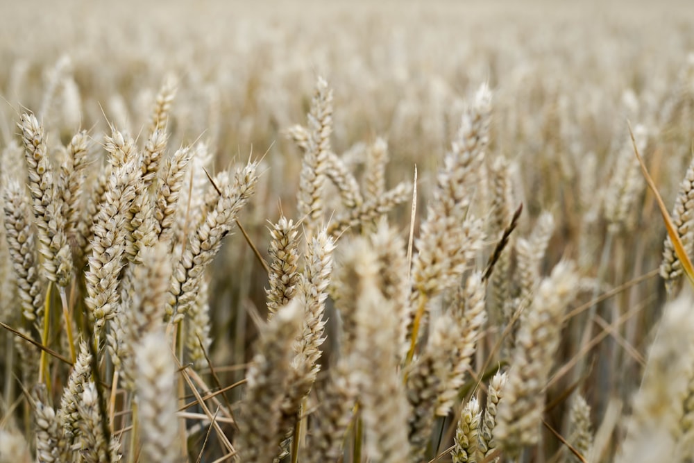 campo di grano bruno durante il giorno