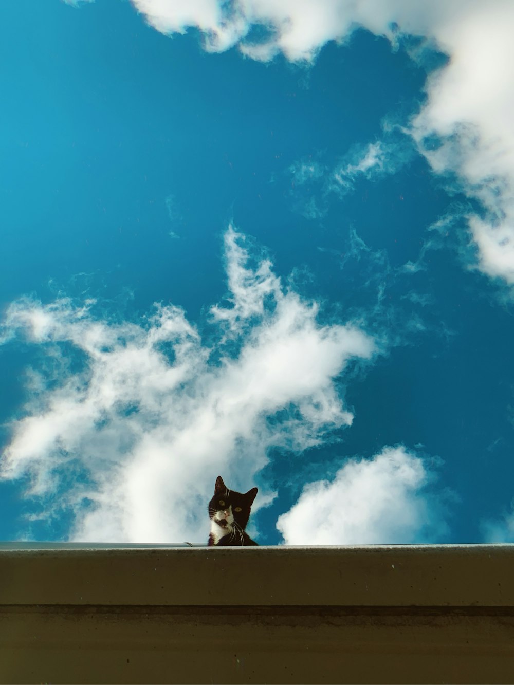 white and black cat on white concrete wall under blue and white sunny cloudy sky during