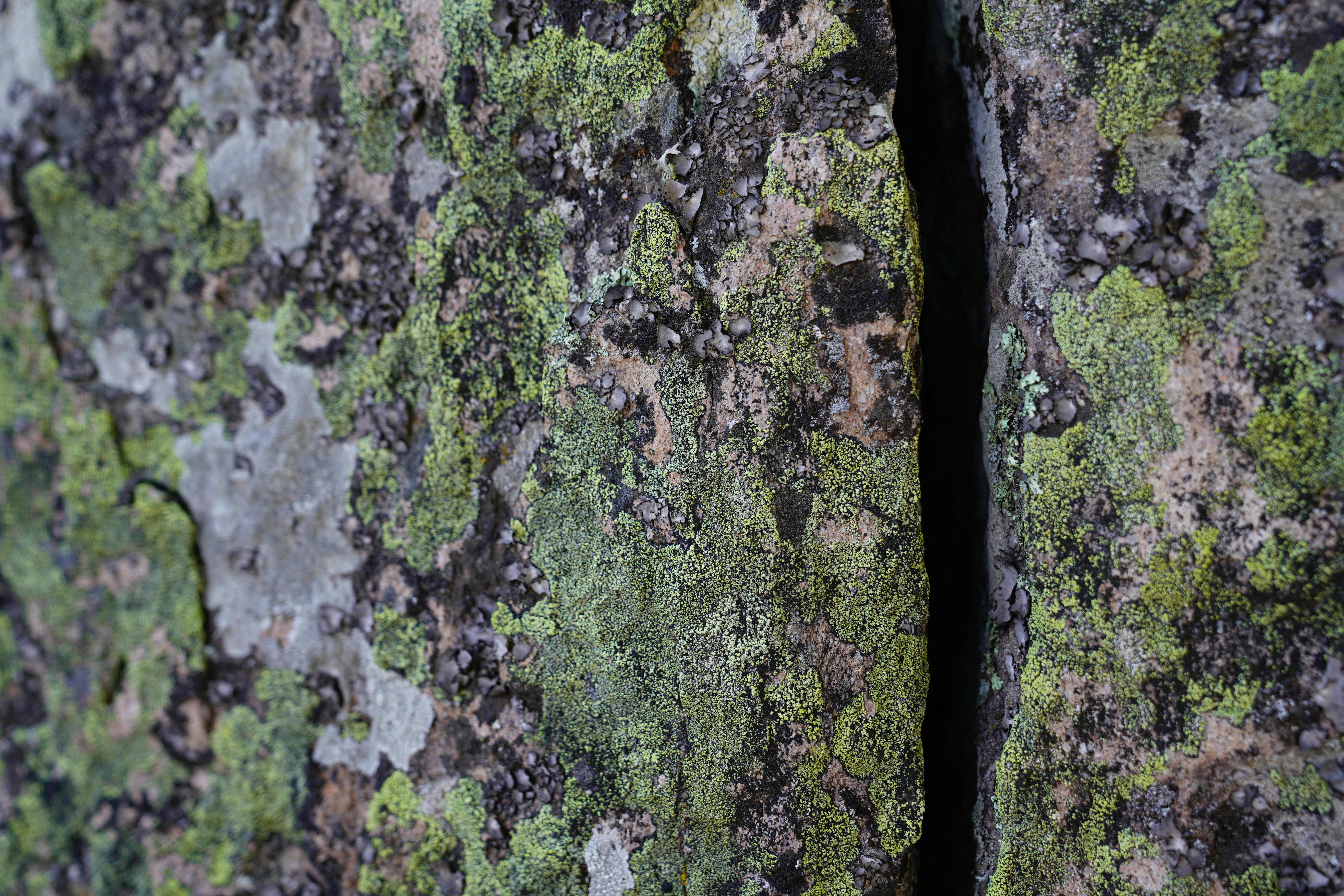 green moss on gray rock