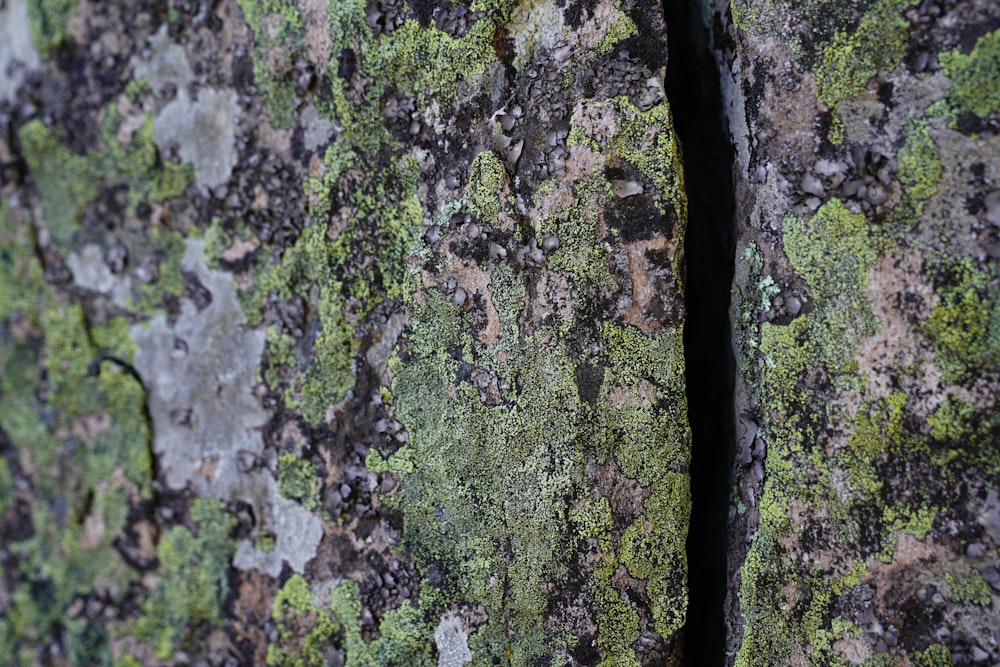 green moss on gray rock