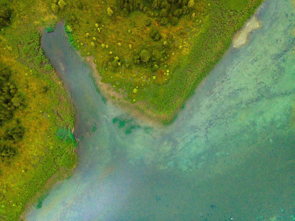 aerial view of green trees and body of water