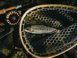 silver fish on silver net