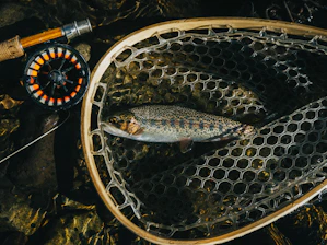 silver fish on silver net