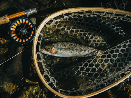 A fish held in a mesh landing net