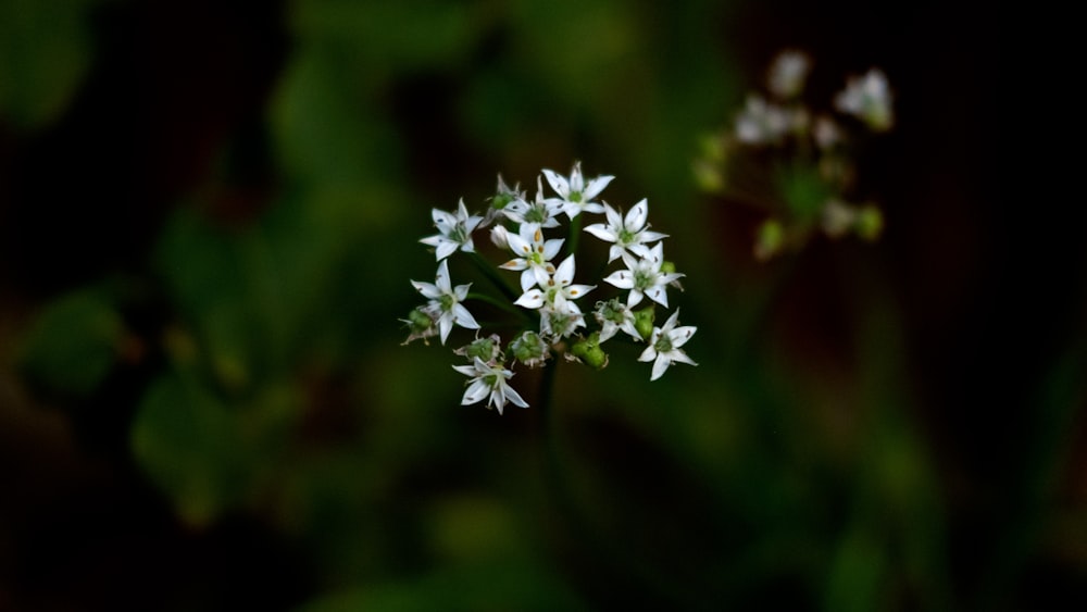 white flower in tilt shift lens