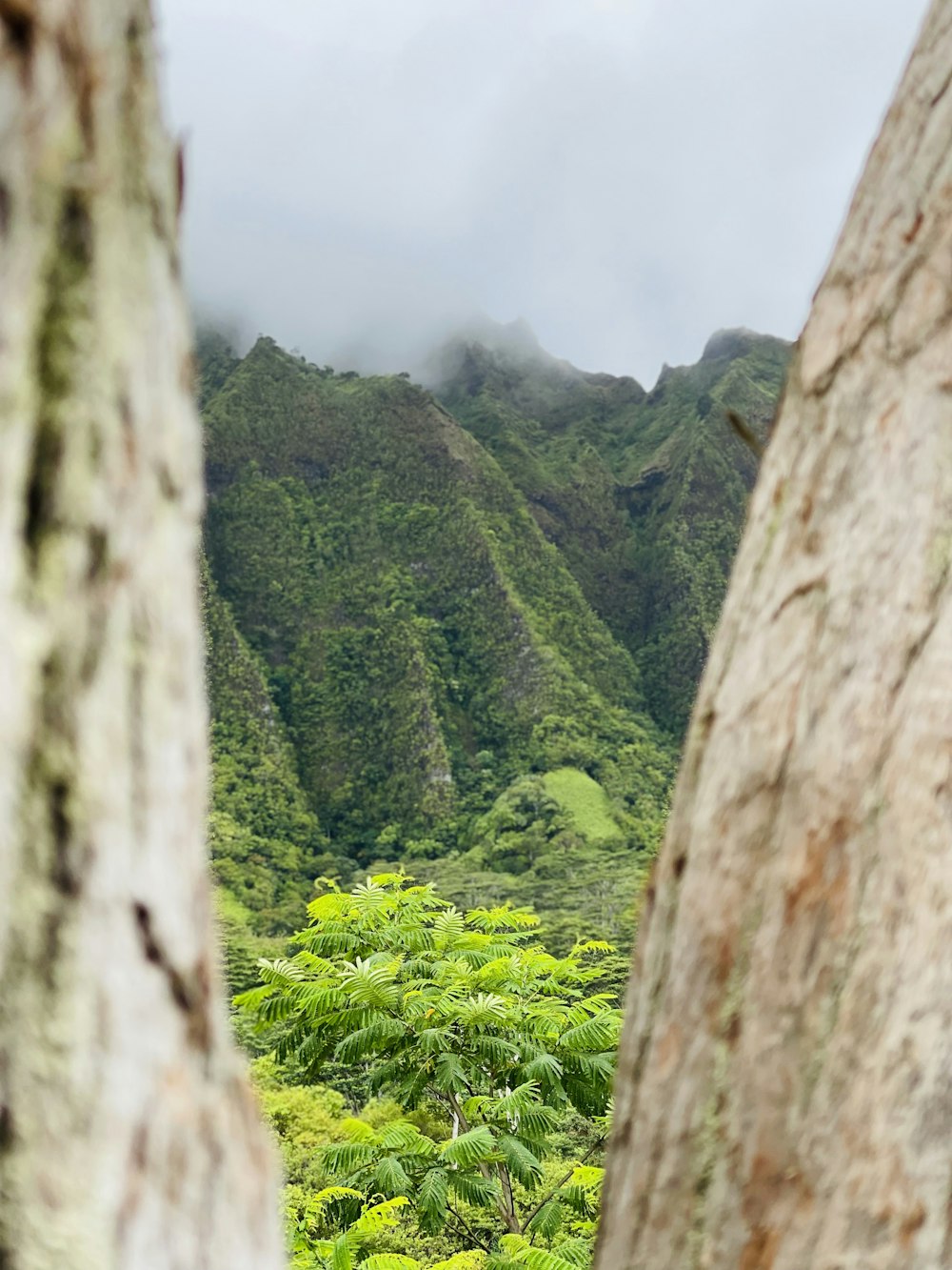 green trees on mountain during daytime