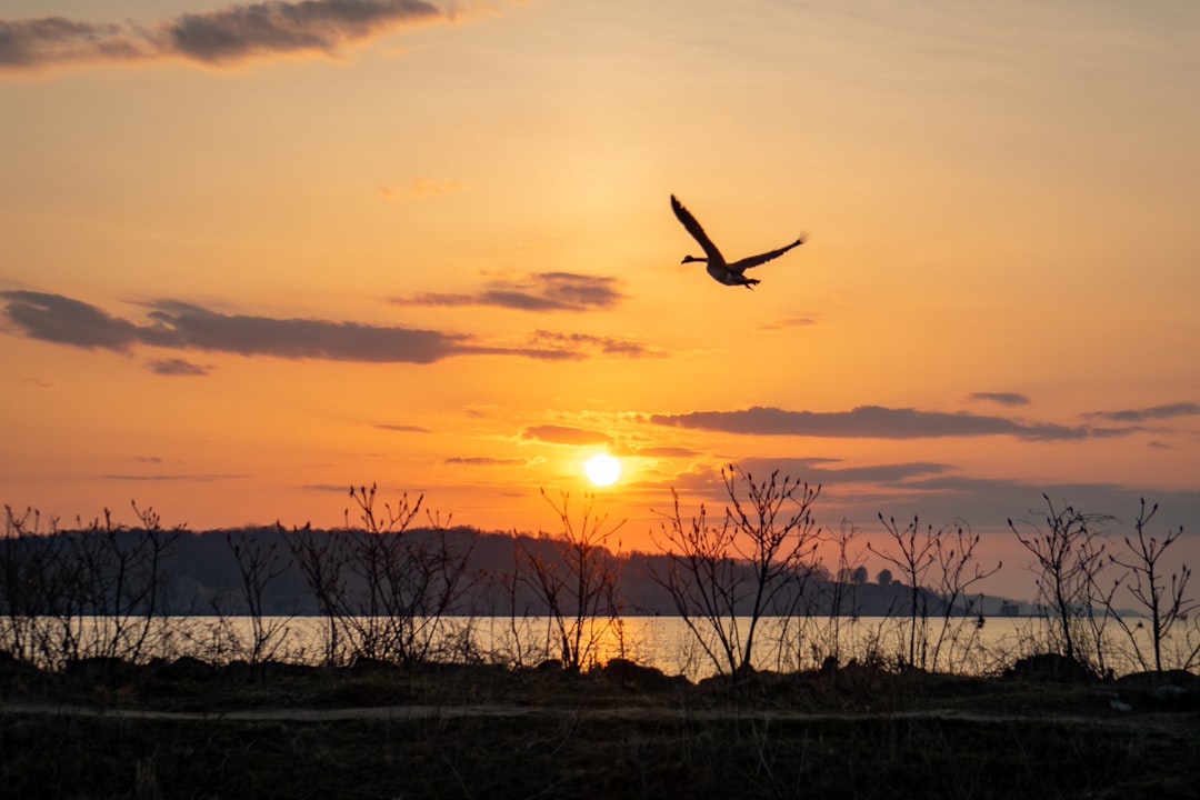 silhouette of bird flying over bare trees during sunset