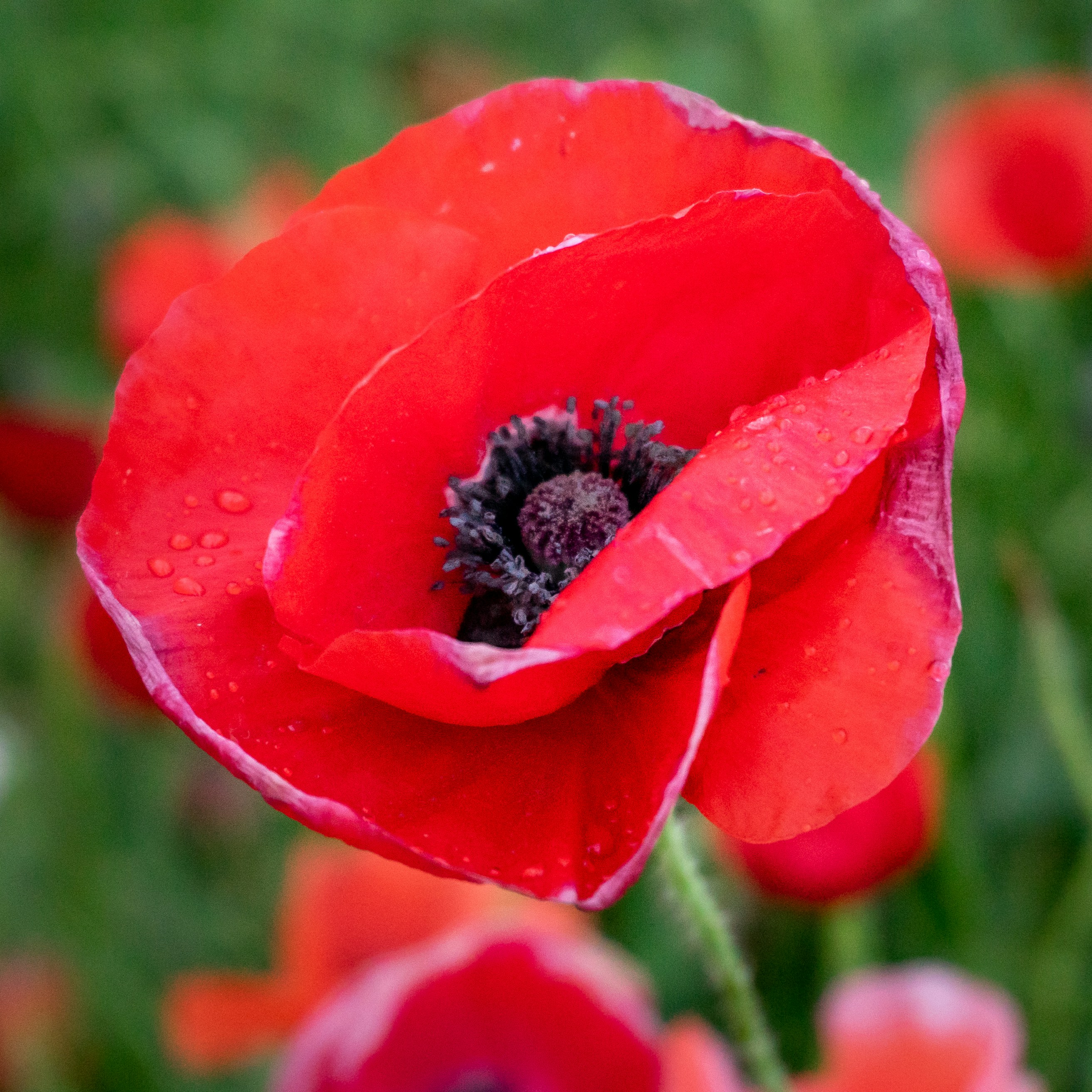 Photo by michael_g_krahn