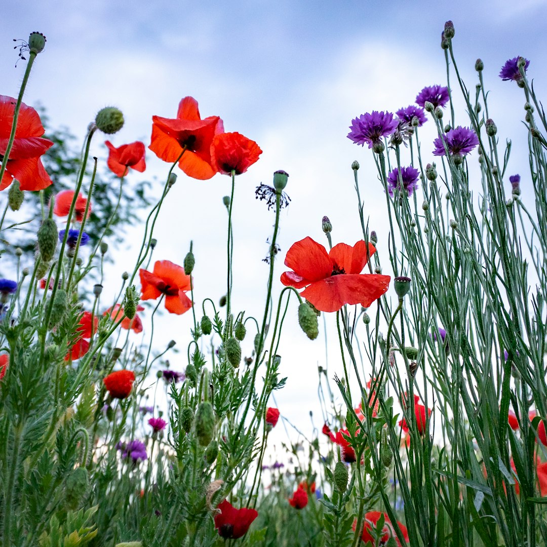 red and purple flowers under blue sky during daytime