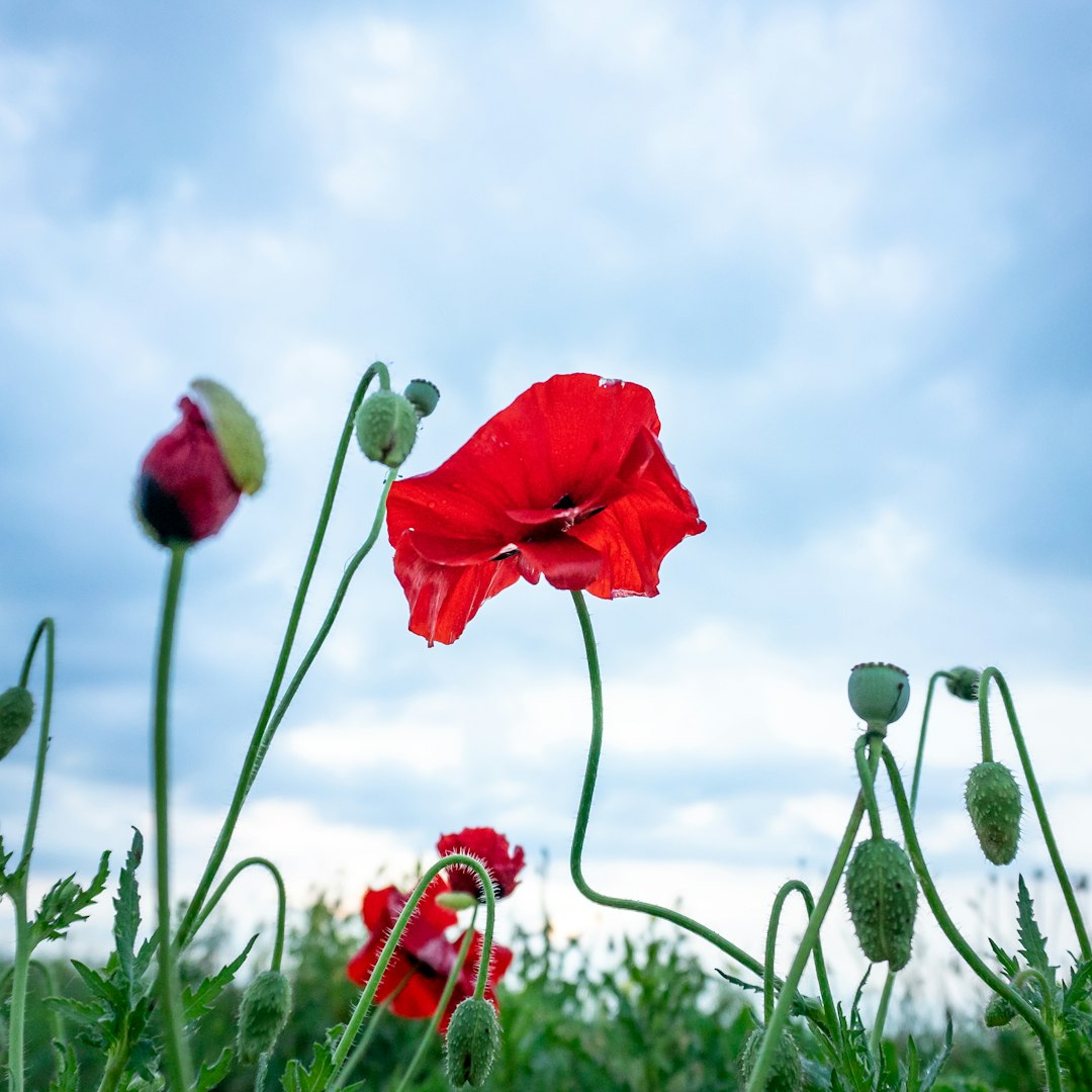 red flower on green grass field under white clouds and blue sky during daytime