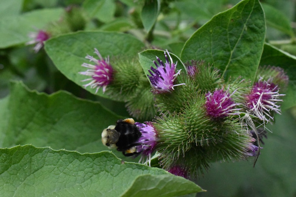 black and yellow bee on purple flower