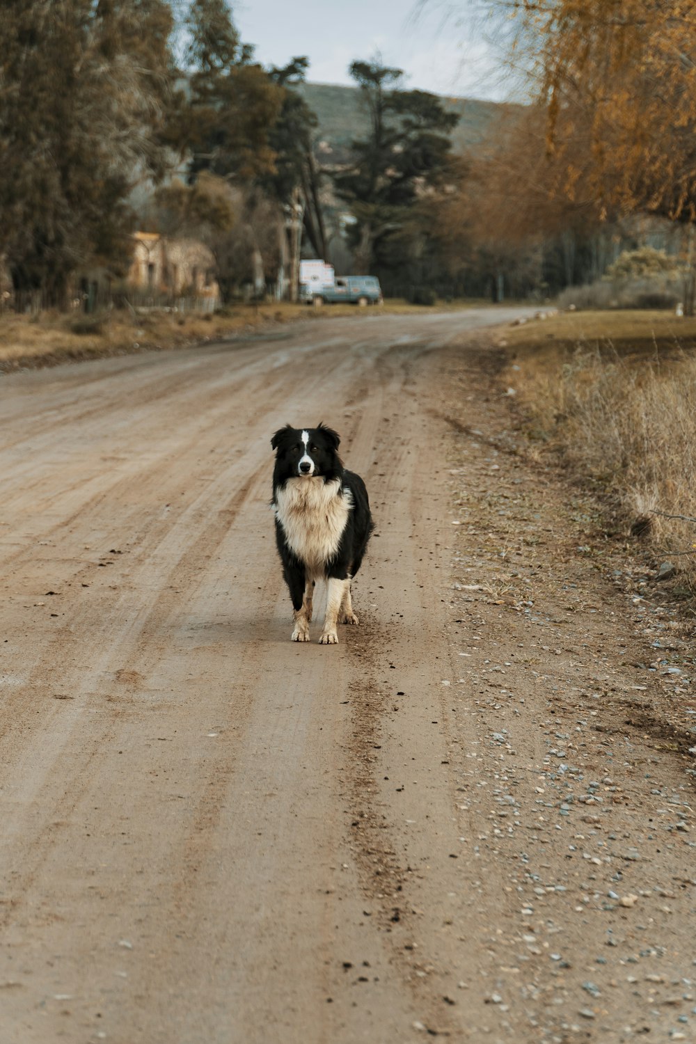 black and white border collie running on road during daytime