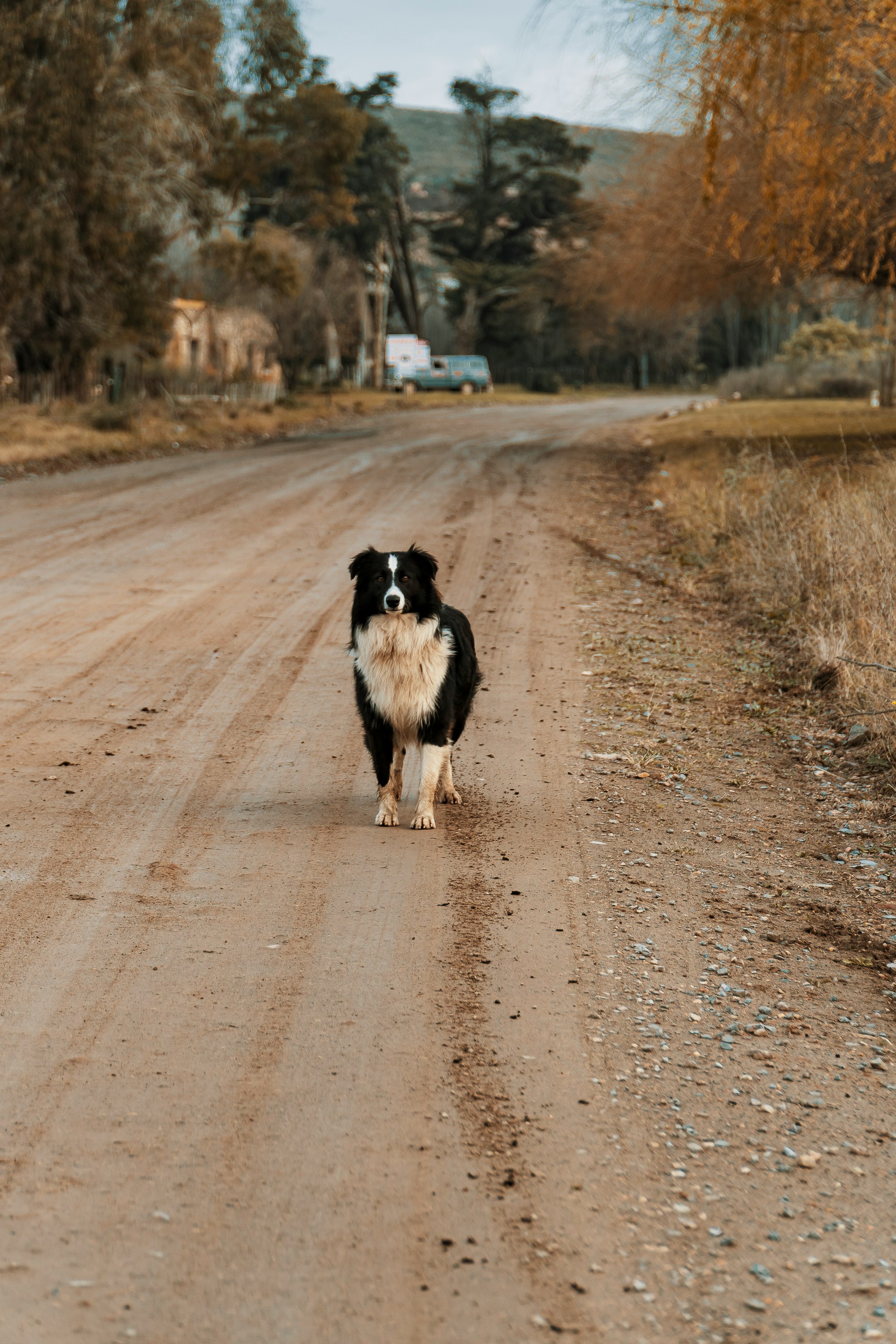 black and white border collie running on road during daytime