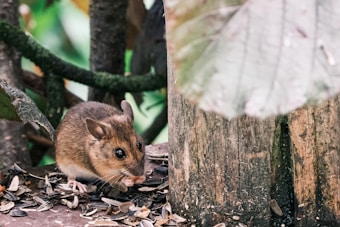 A small brown mouse is cautiously positioned on the ground, surrounded by scattered seeds and a natural, wooded environment. The mouse appears alert with bright eyes and large ears, and is partially hidden among tree trunks and leaves.