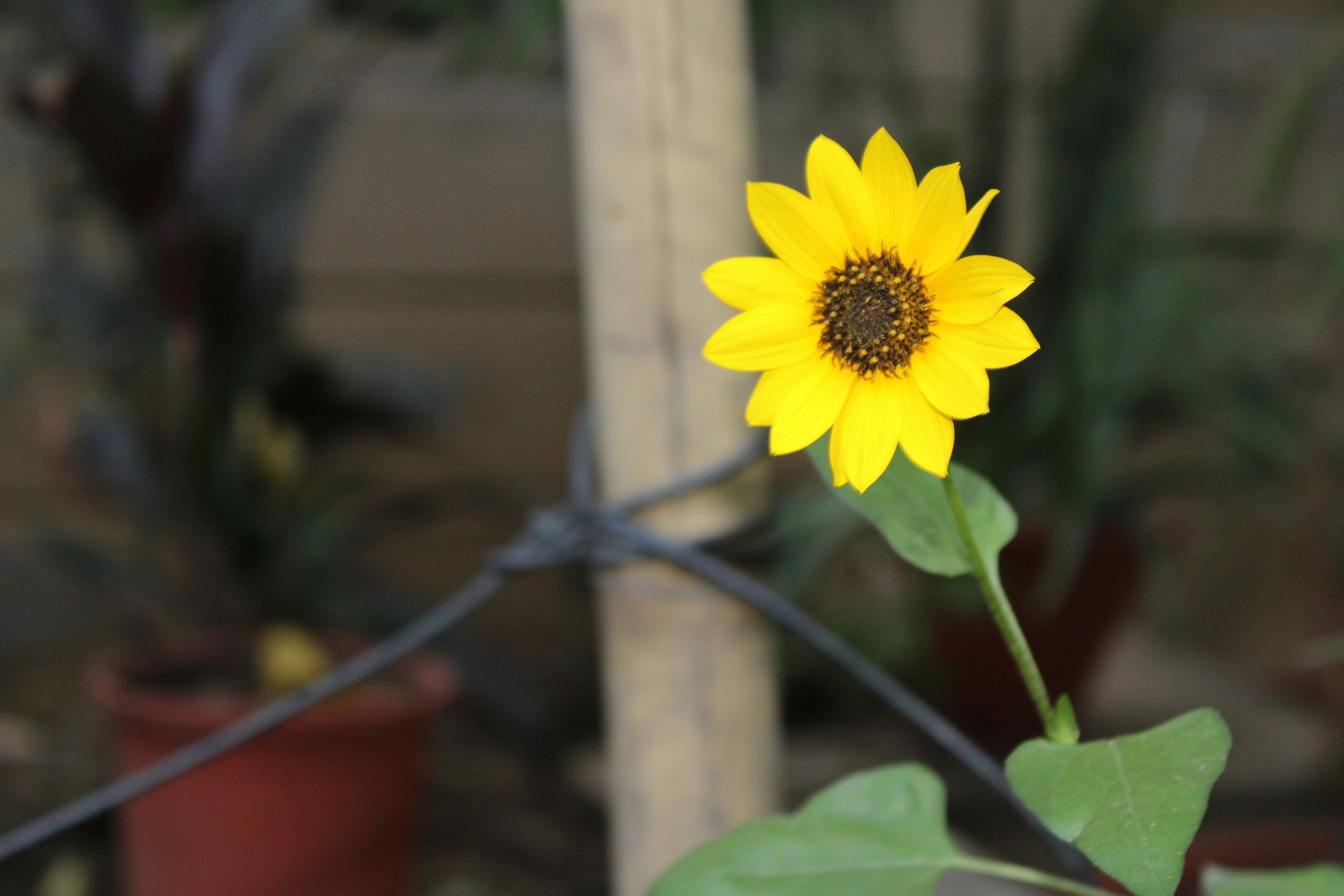 yellow flower in tilt shift lens