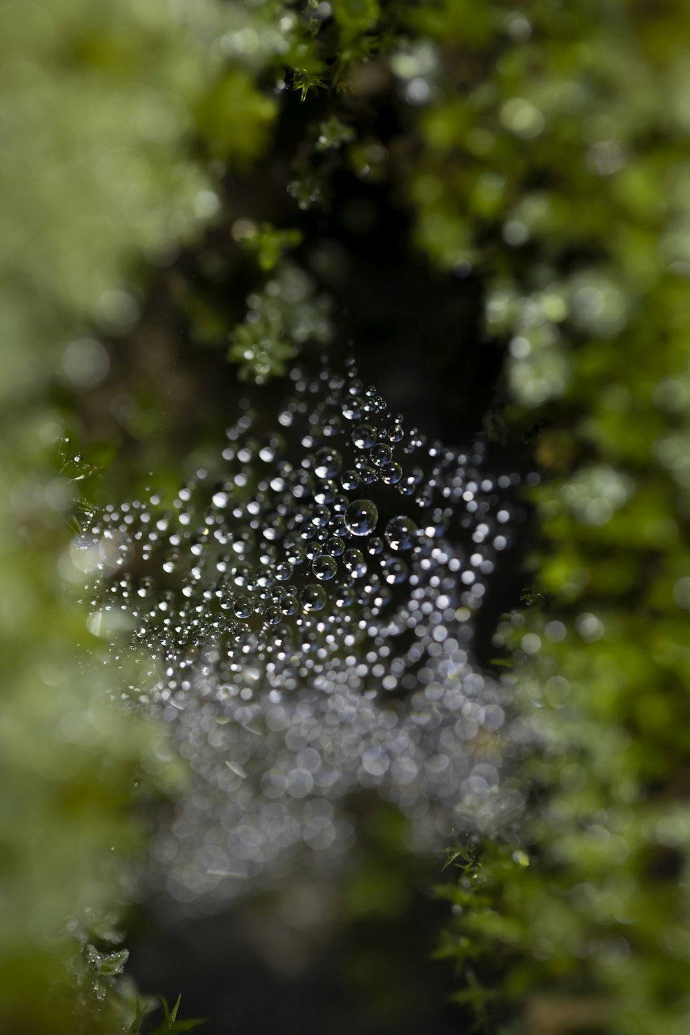 water droplets on green plants during daytime