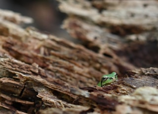 green frog on brown tree trunk