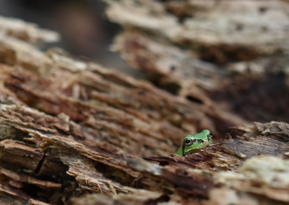 green frog on brown tree trunk