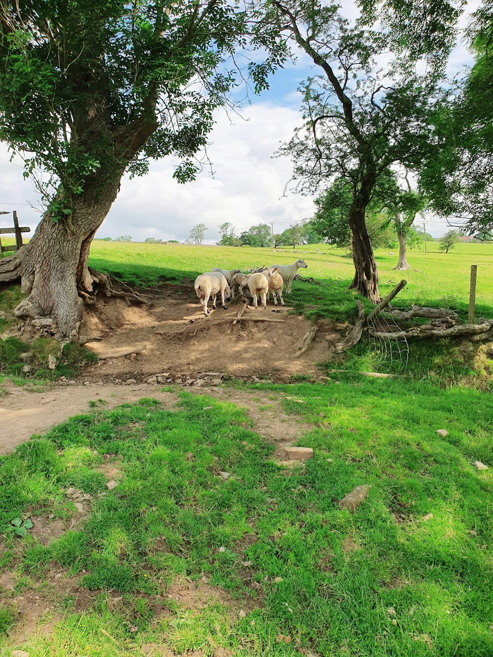 white and brown horses on green grass field during daytime