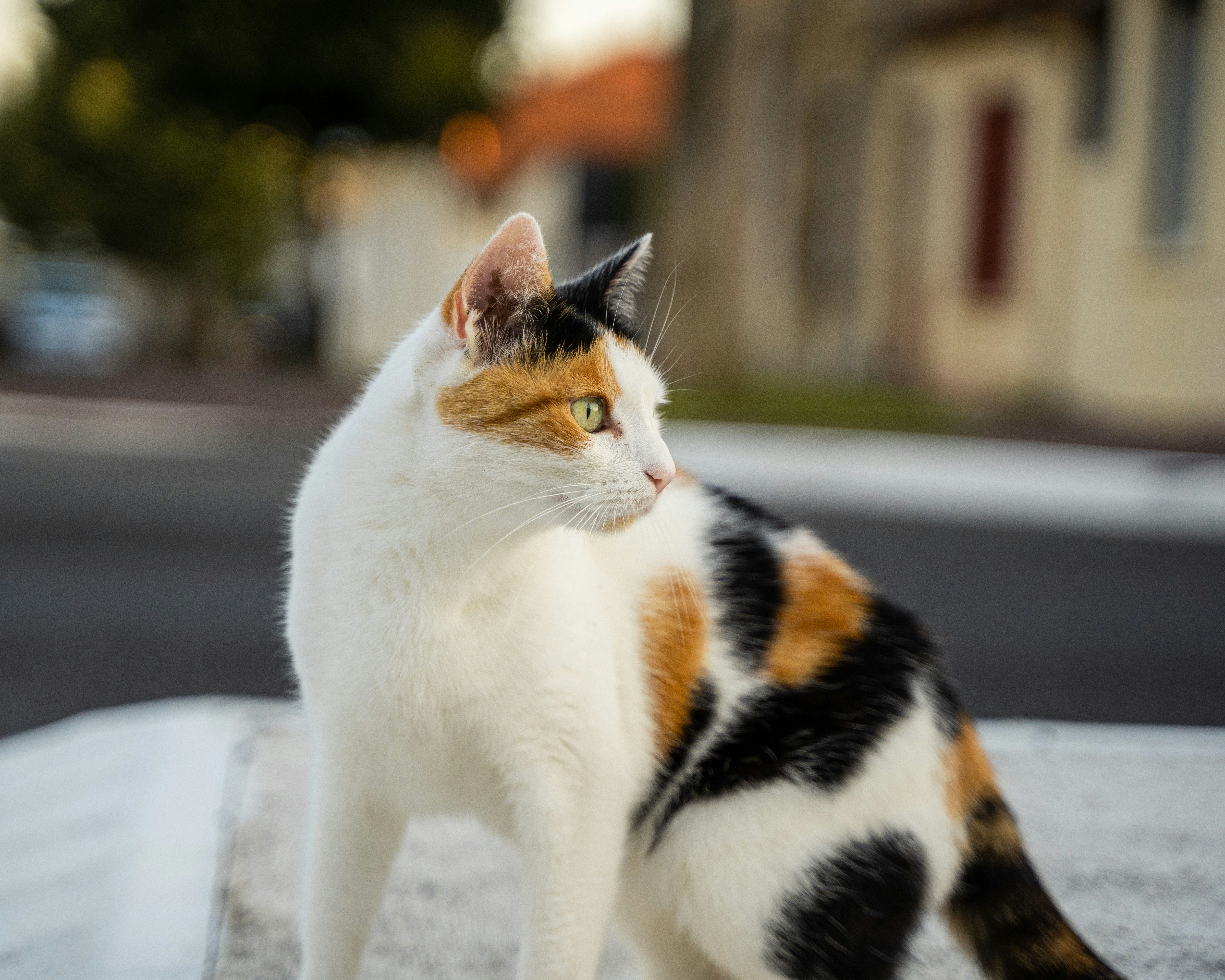 white black and orange cat