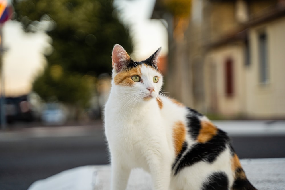 white black and orange cat