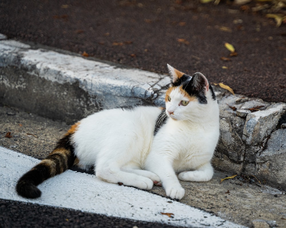 white and brown cat lying on gray concrete floor