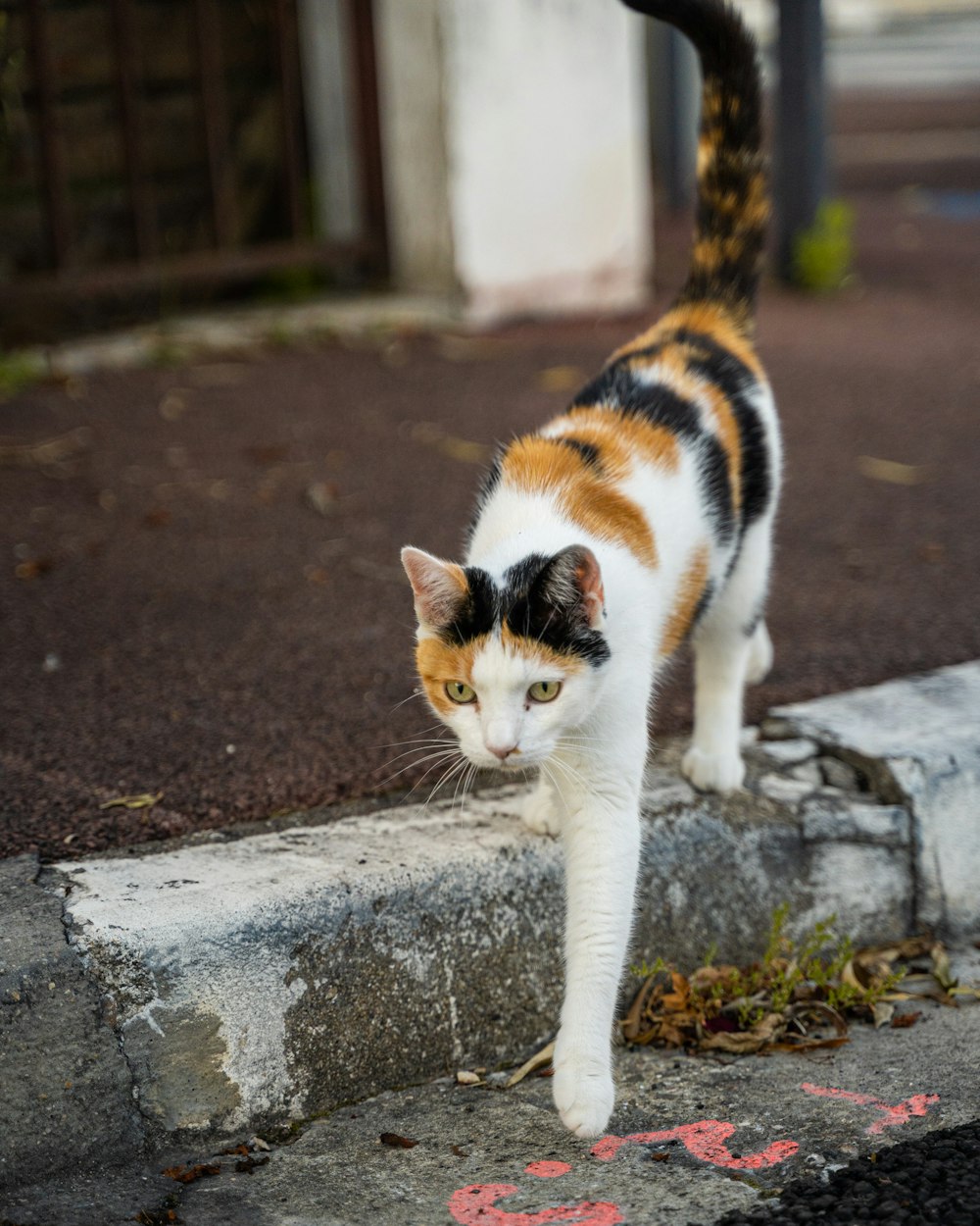 white orange and black cat on gray concrete wall